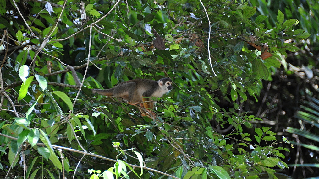 Cuyabeno Reserve, opice