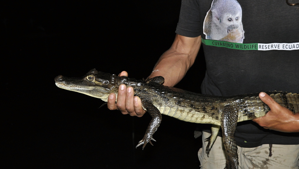 Cuyabeno Reserve, kajman